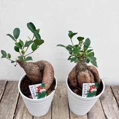 観葉植物　ガジュマルの画像