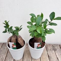 観葉植物　ガジュマルの画像