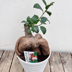 観葉植物　ガジュマルの画像
