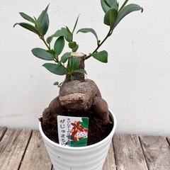 観葉植物　ガジュマルの画像