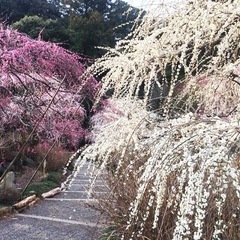 3月中旬 龍尾神社で梅見しましょー！