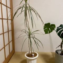 ドラセナ　観葉植物の画像