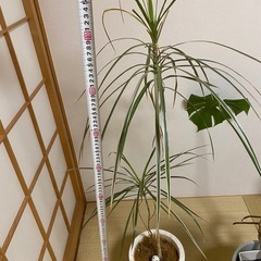 ドラセナ　観葉植物の画像