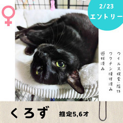 今週末！2/23(日)10:30〜保護猫の譲渡会【大刀洗ドリーム...
