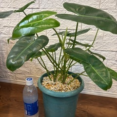 【希少✨観葉植物】元斑入り！フィロデンドロン バールマルクスの画像