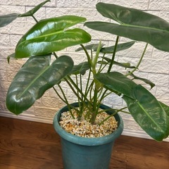 【希少✨観葉植物】元斑入り！フィロデンドロン バールマルクス