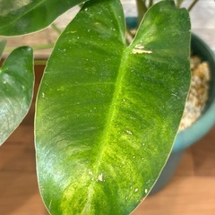 【希少✨観葉植物】元斑入り！フィロデンドロン バールマルクスの画像