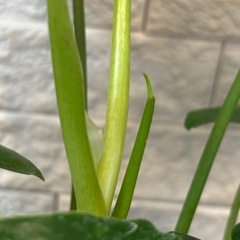 【希少✨観葉植物】元斑入り！フィロデンドロン バールマルクスの画像