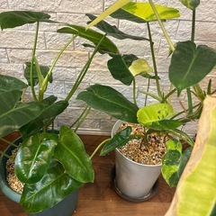 【希少✨観葉植物】元斑入り！フィロデンドロン バールマルクスの画像