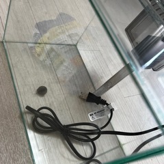 ガラス水槽セットの画像