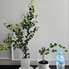 【観葉植物】ベンジャミンバロック（幼木）2鉢セット