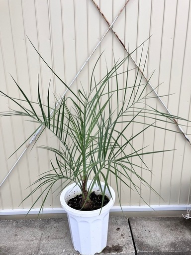 観葉植物　ココスヤシ　ヤタイヤシ