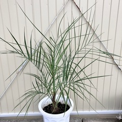 観葉植物　ココスヤシ　ヤタイヤシ