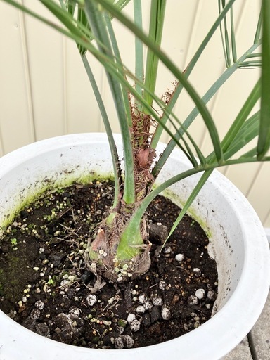 観葉植物　ココスヤシ　ヤタイヤシ