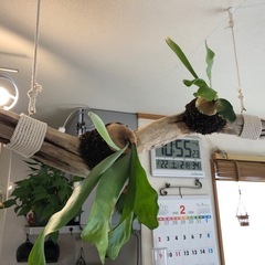 早い者勝ち‼️
ビカクシダ流木セット
