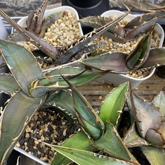 【バラ売りも可】アガベ　オテロイ実生株まとめ売り　多肉植物　観葉植物
