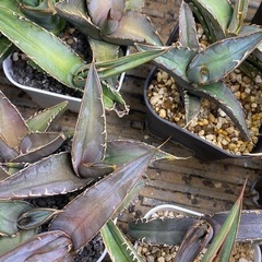 【バラ売りも可】アガベ　オテロイ実生株まとめ売り　多肉植物　観葉植物
の画像