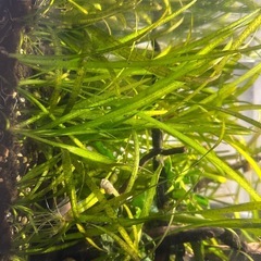 　水草　石菖藻10本