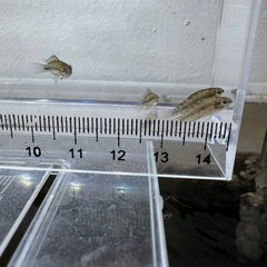 Ap.トリファスキアータ（ブリード）の稚魚5匹の画像