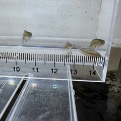 Ap.トリファスキアータ（ブリード）の稚魚5匹の画像