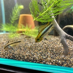 Ap.トリファスキアータ（ブリード）の稚魚5匹の画像
