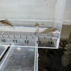 Ap.トリファスキアータ（ブリード）の稚魚5匹の画像