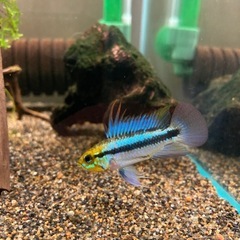 Ap.トリファスキアータ（ブリード）の稚魚5匹