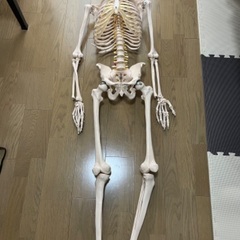 骨模型