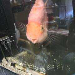 熱帯魚 キングコングパロット 綺麗