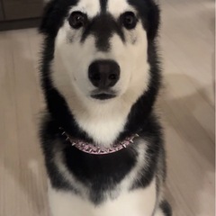 ハスキー11ヶ月