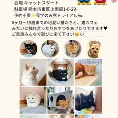2月23日　保護猫ハウス Cat Start　ふれあい保護猫譲渡会😻🐾