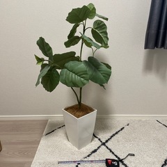 フェイクグリーンの画像