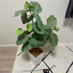 フェイクグリーンの画像