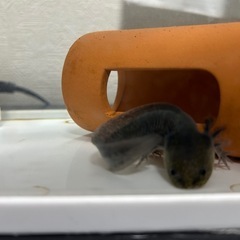 ウーパールーパー