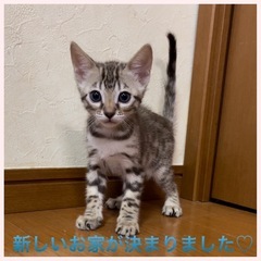 ベンガル猫専門ブリーダーのCattery One-G Griff...