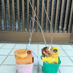 奇跡の果実！シーベリー　雌木と雄木のセット　ポットごと　果樹　健康食品
