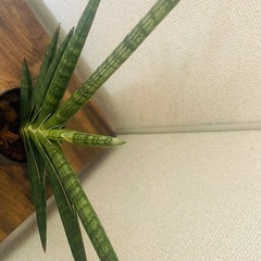 陶器鉢　サンセベリア　モトムケニアの画像