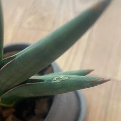 陶器鉢　サンセベリア　モトムケニアの画像