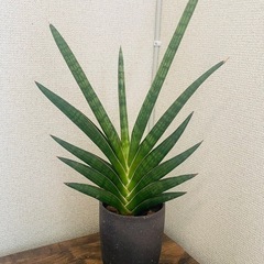 陶器鉢　サンセベリア　モトムケニアの画像