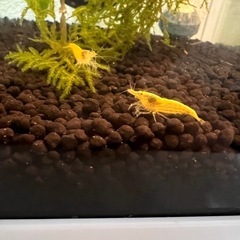 エビ 、【10匹】イエローチェリーシュリンプ