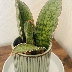 陶器鉢　サンセベリア　シルバーブルーの画像