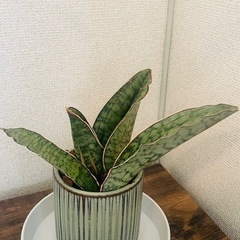 陶器鉢　サンセベリア　シルバーブルーの画像
