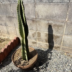サボテン🌵
