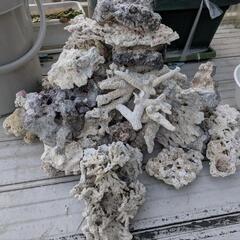 海水水槽用デスロック