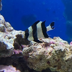 ヨスジリュウキュウスズメダイ　海水魚
の画像