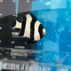 ヨスジリュウキュウスズメダイ　海水魚
