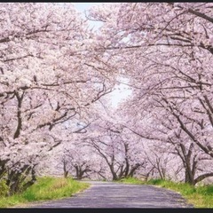 お花見！1986-1990年生まれ集まれ！ - 新宿区