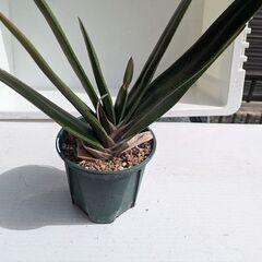 値下げ価格　観葉植物　の画像