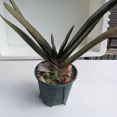 値下げ価格　観葉植物　の画像