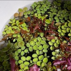 水草　サルビニアククラータの画像